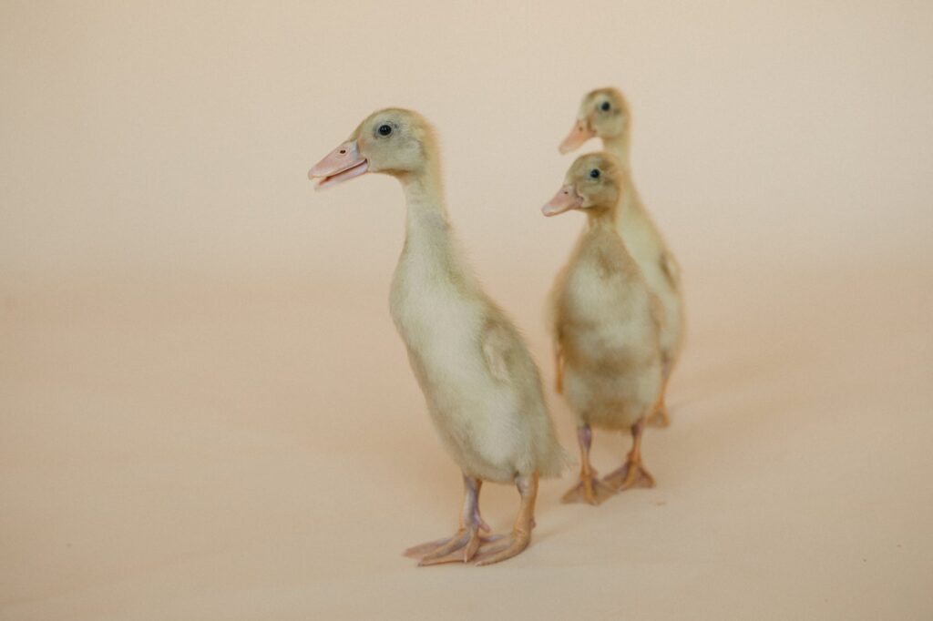 three ducklings on a pink background